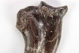 Fossil Raptor (Anzu) Hand Claw - Excellent Condition! #206426-5